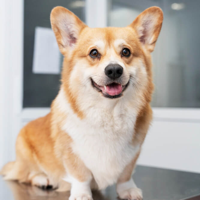 Corgi Dog Looking Happy | Pakapalooza