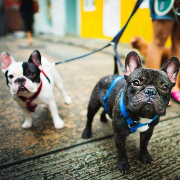 A person wearing a fanny pack while walking their dog | Pakapalooza